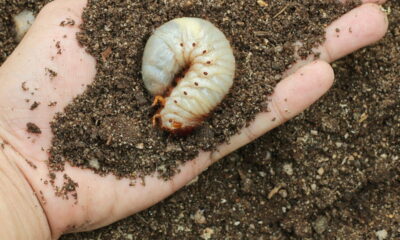 Você sabe o que um grub no jardim? Saiba que praga é essa e como combate