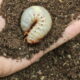 Você sabe o que um grub no jardim? Saiba que praga é essa e como combate