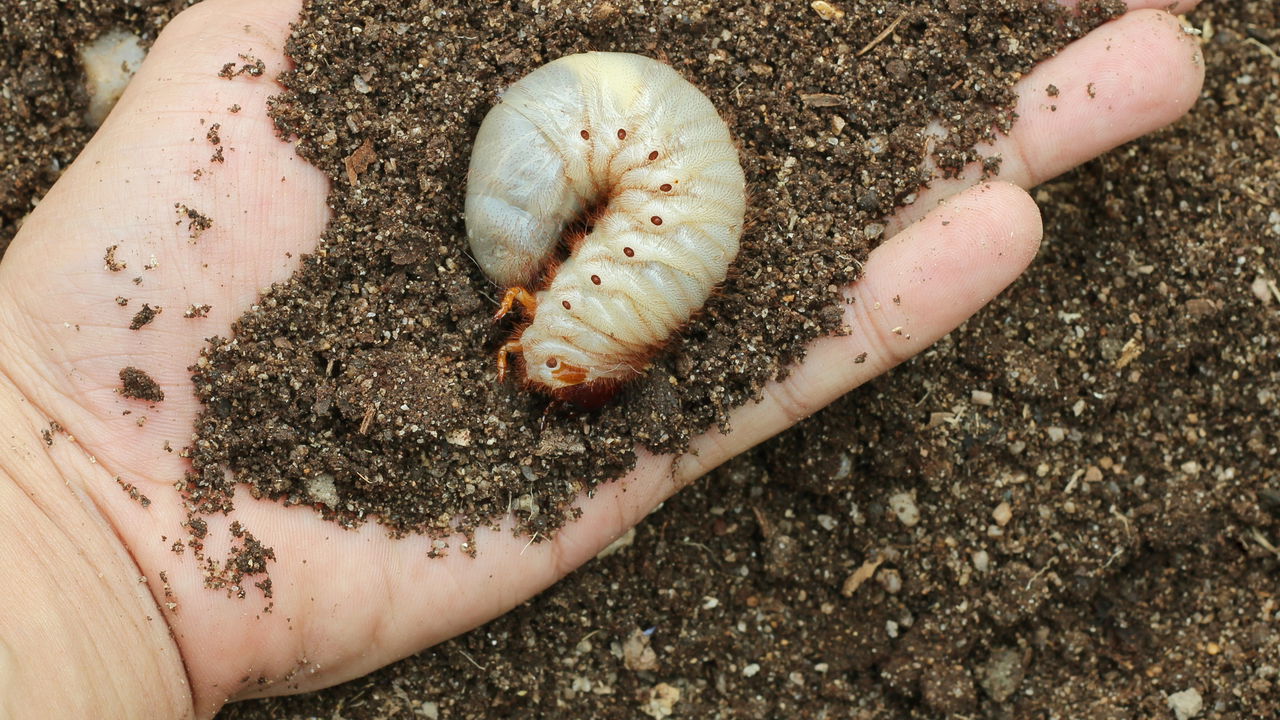 Você sabe o que um grub no jardim? Saiba que praga é essa e como combate