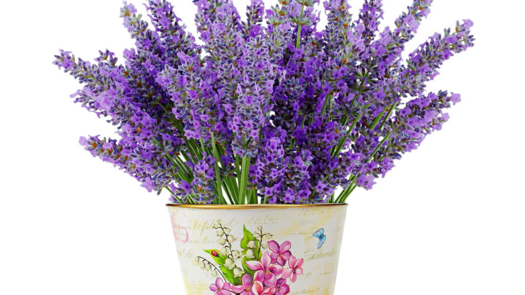 Essa planta na sua sala pode melhorar o sono em poucos dias