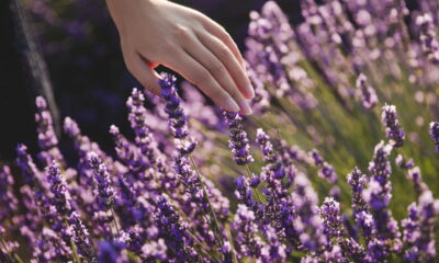 O momento exato de colher sua lavanda para usar em aromaterapia e mais!
