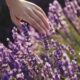 O momento exato de colher sua lavanda para usar em aromaterapia e mais!