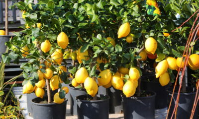 Truque para plantar limão no vaso e colher sempre