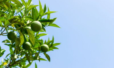 Essa fruta cresce fácil até em balde de plástico