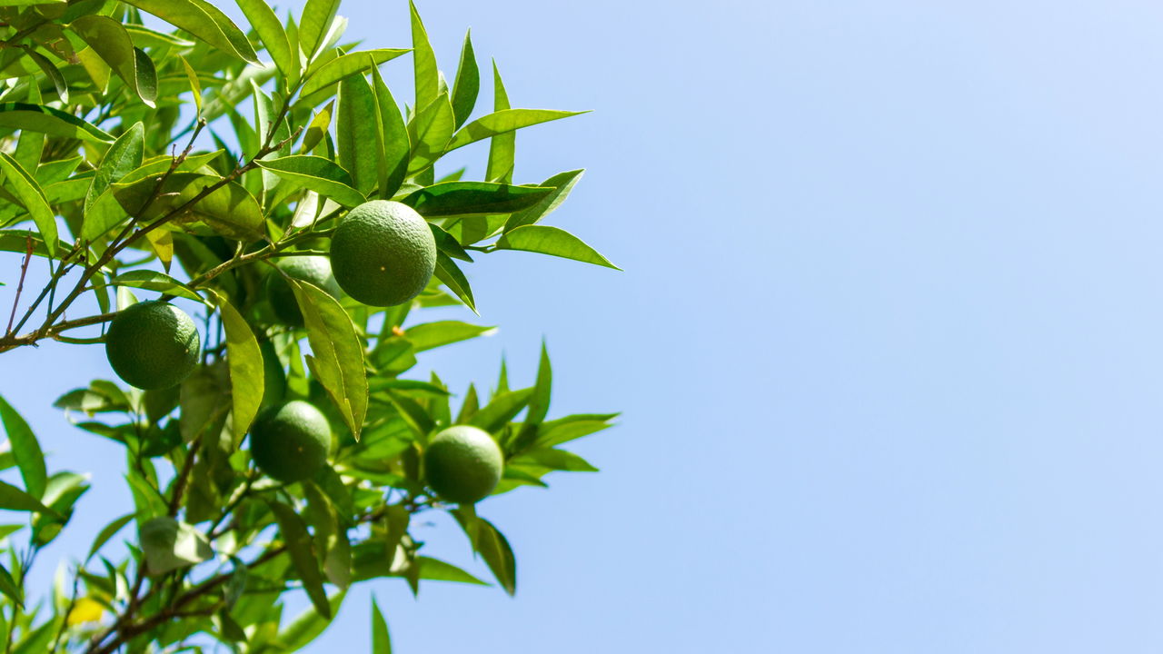 Essa fruta cresce fácil até em balde de plástico