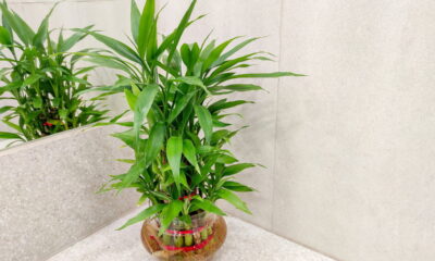 Plantas Feng Shui que atraem prosperidade e boas energias