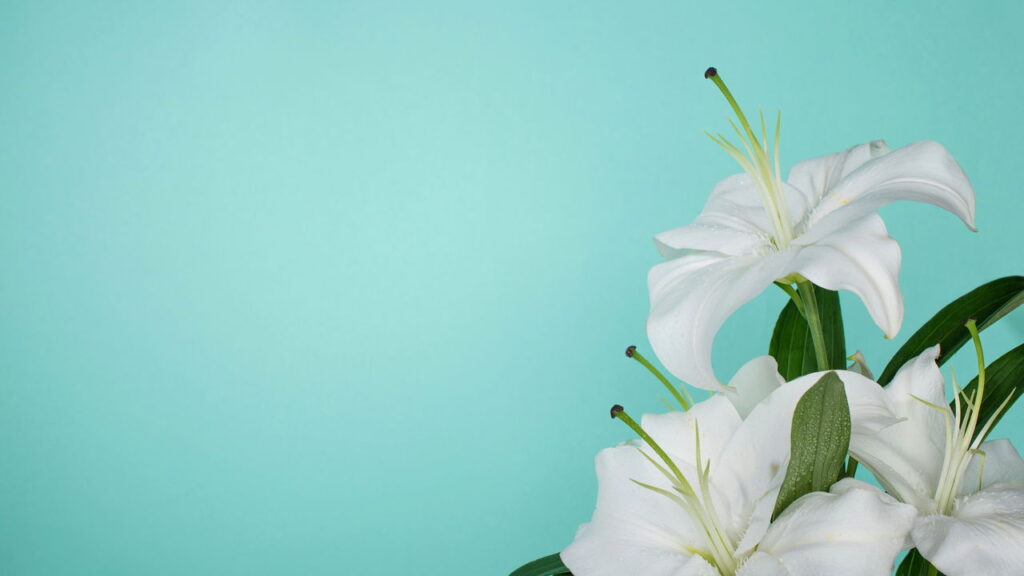 Plantas Feng Shui que atraem prosperidade e boas energias