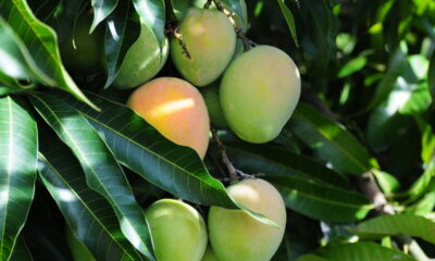 Manga plantada em vaso dá frutos até na varanda