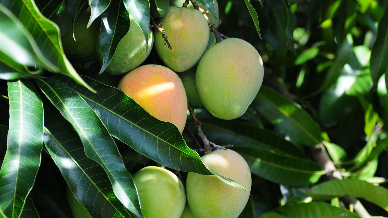 Manga plantada em vaso dá frutos até na varanda