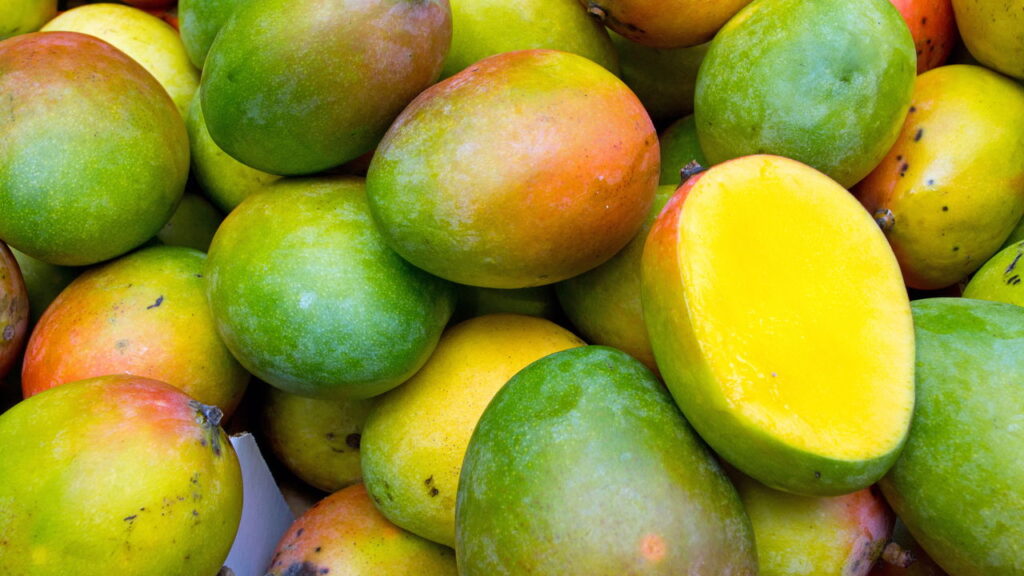 Manga plantada em vaso dá frutos até na varanda
