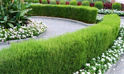 Adeus grama invasora! 5 Estratégias naturais para proteger seus canteiros!