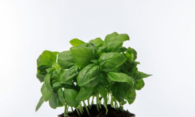 Usada há séculos, essa planta combate febre e dor