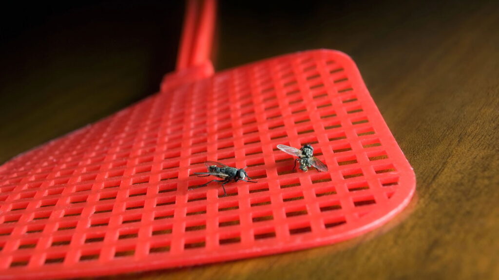 Truque das moedas que afasta moscas sem usar veneno