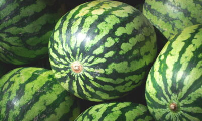 Sua melancia pode durar mais de 15 dias se armazenada assim