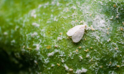 Moscas brancas no jardim? O plano de ataque definitivo para salvar suas plantas