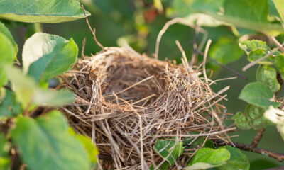 Ninho de esquilo ou pássaro? Desvende o mistério no topo da sua árvore!