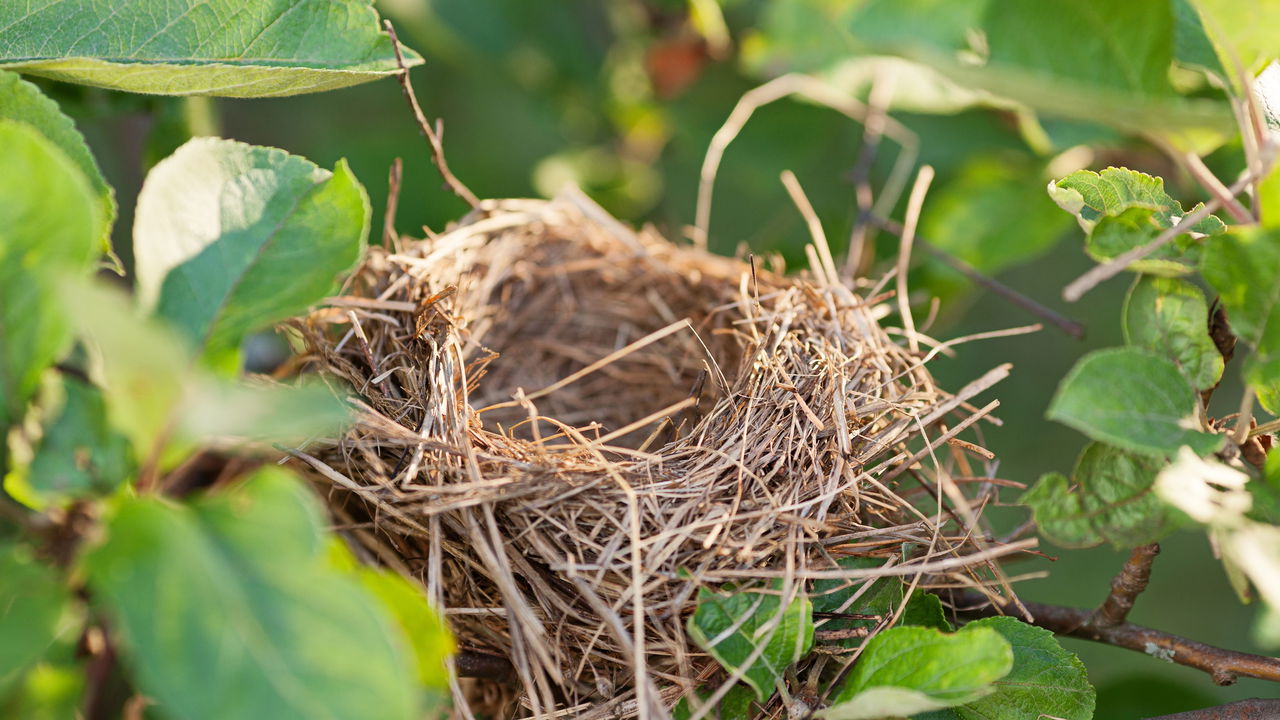 Ninho de esquilo ou pássaro? Desvende o mistério no topo da sua árvore!