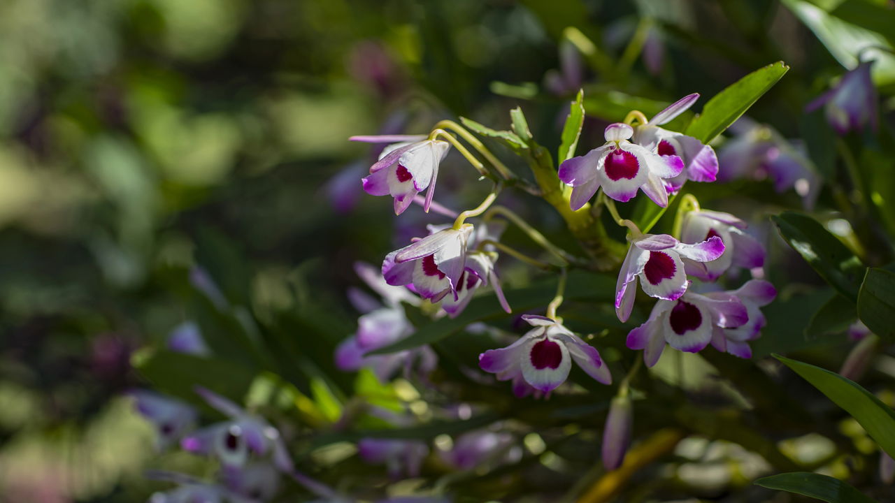 Erro comum no cultivo de orquídeas pode estar acabando com sua planta favorita