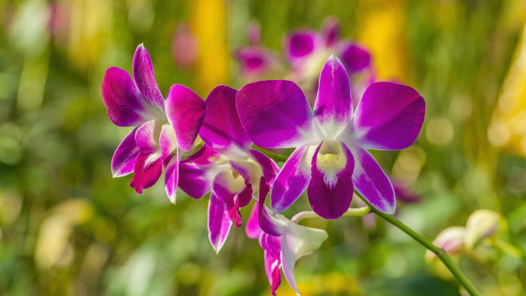 Erro comum no cultivo de orquídeas pode estar acabando com sua planta favorita