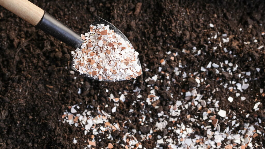 Fertilizante natural pouco conhecido transforma suas plantas em ouro