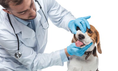 Essa planta linda pode ser fatal para seu pet