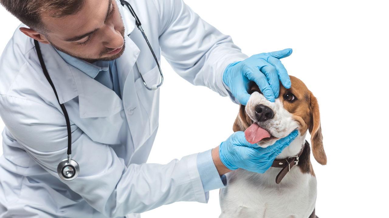 Essa planta linda pode ser fatal para seu pet