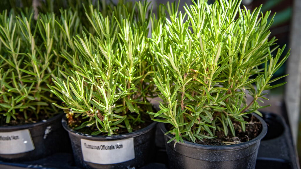 Use essas plantas e diga adeus às baratas e formigas