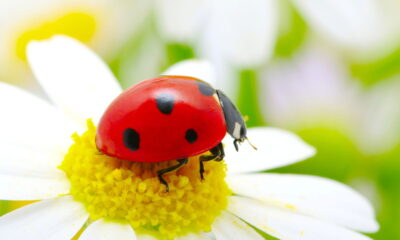 Conheça os insetos que protegem suas plantas 24 horas por dia!