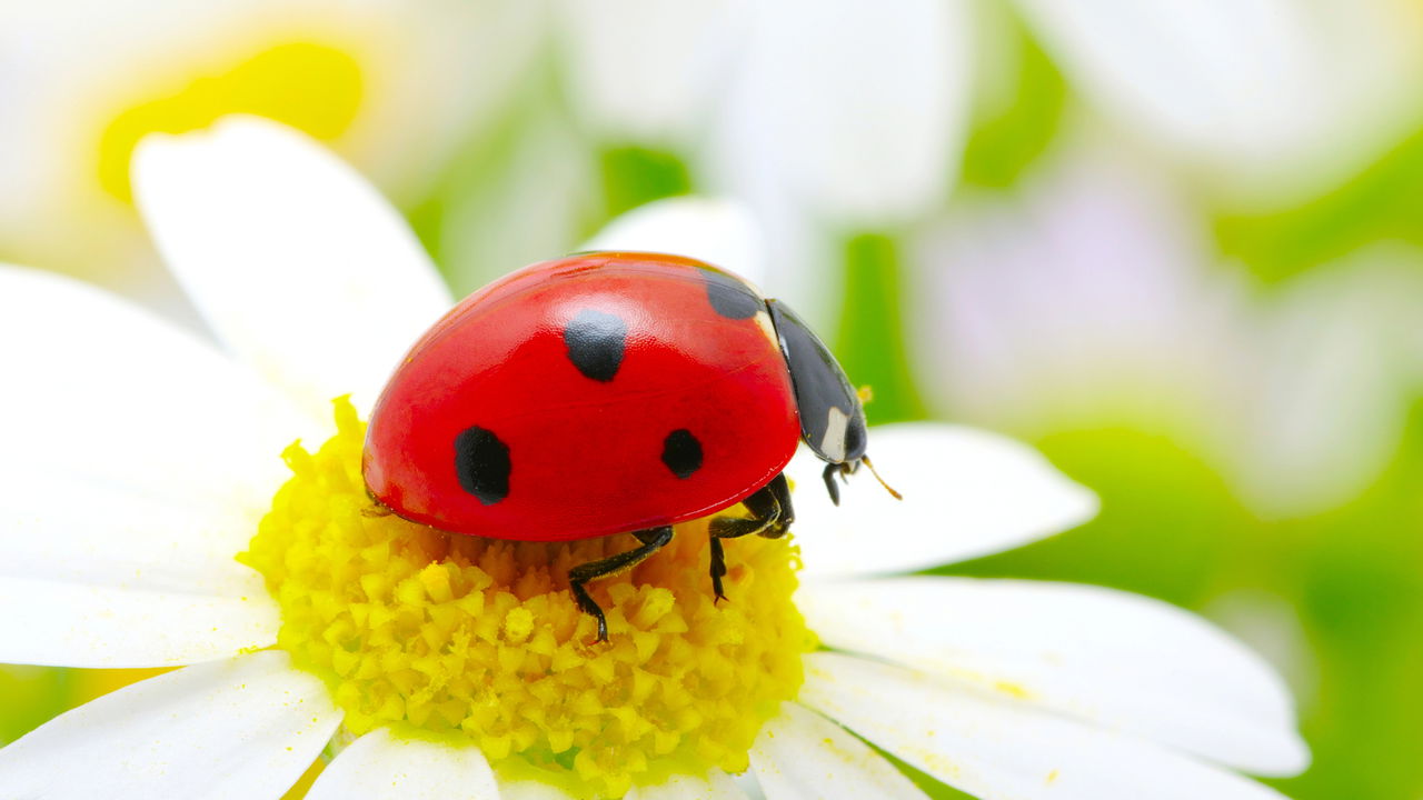 Conheça os insetos que protegem suas plantas 24 horas por dia!
