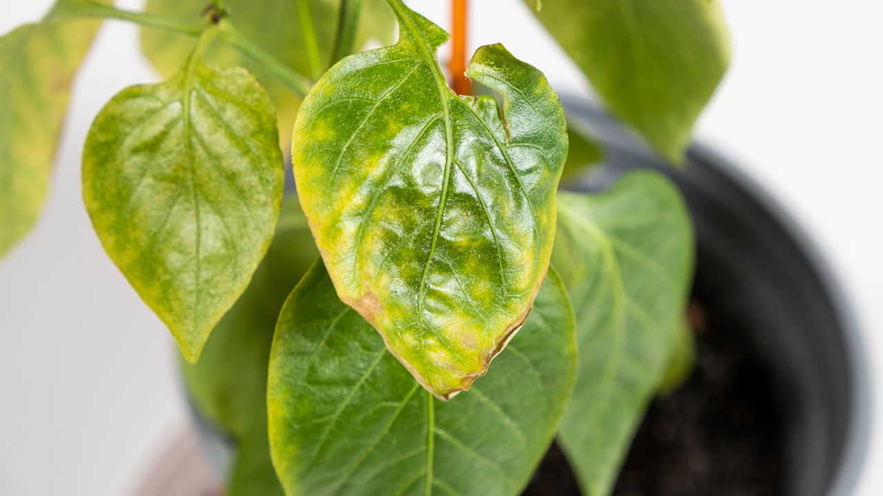 Você precisa agir! Mancha foliar está destruindo suas plantas e você nem sabe!