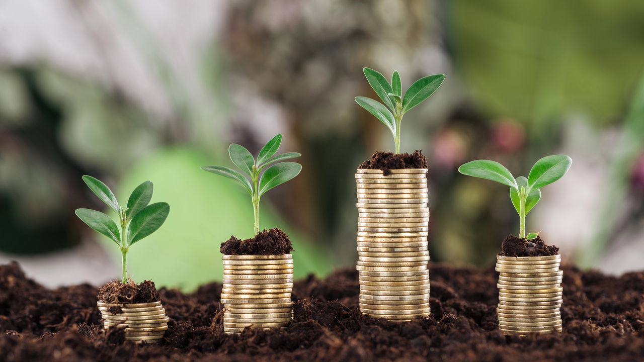 Planta que atrai dinheiro e energia boa pra dentro de casa