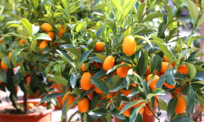 Aprenda a cultivar frutas em vasos e tenha uma horta frutífera