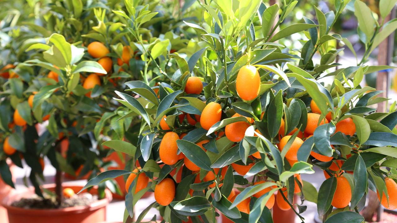 Aprenda a cultivar frutas em vasos e tenha uma horta frutífera