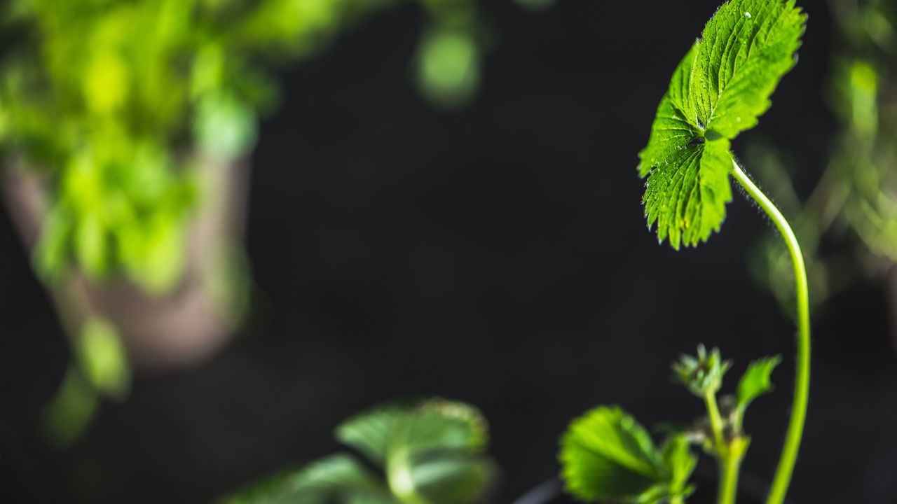 Essa fruta dá o ano todo e cresce até em vaso pequeno