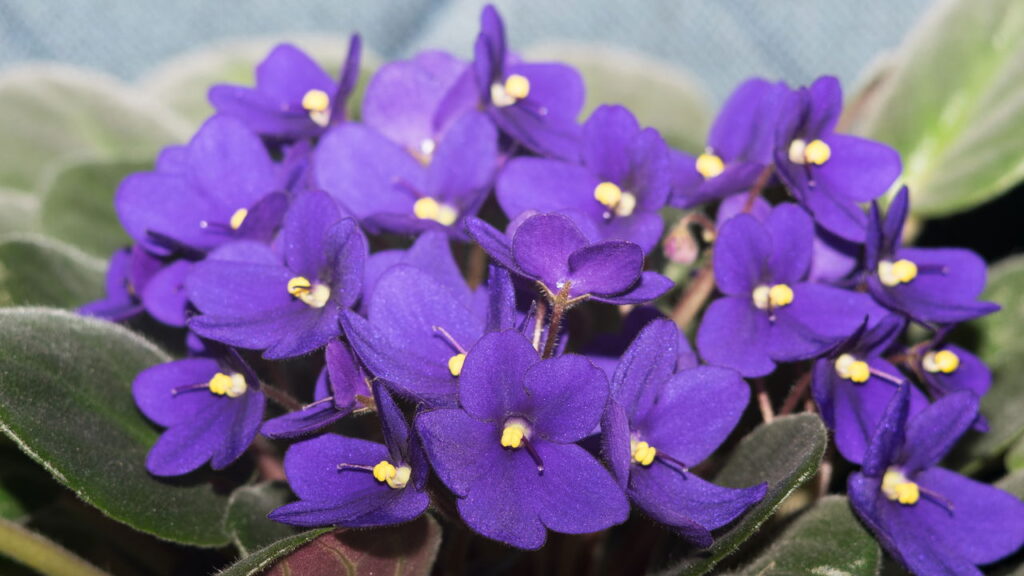 Plante essa flor hoje e seu jardim vai florescer até no inverno
