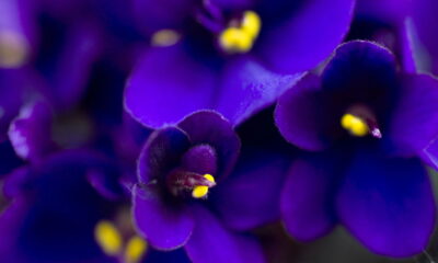 Plante essa flor hoje e seu jardim vai florescer até no inverno