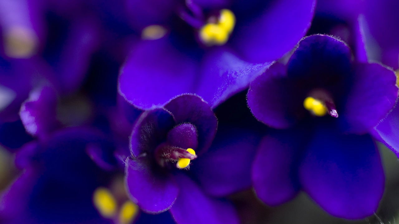 Plante essa flor hoje e seu jardim vai florescer até no inverno