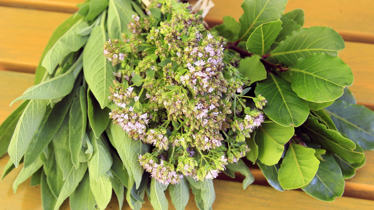 Cultive em casa as ervas mais poderosas da medicina natural