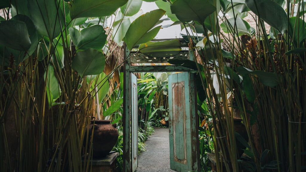 Planta misteriosa floresce pela 1ª vez e atrai olhares do planeta