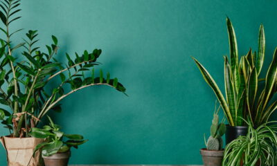 3 plantas que não morrem mesmo se você esquecer delas por dias