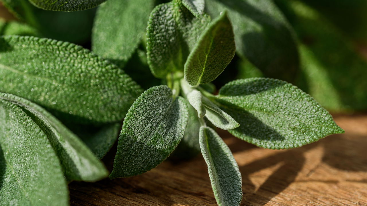 Essa planta fácil de cuidar pode transformar sua horta caseira