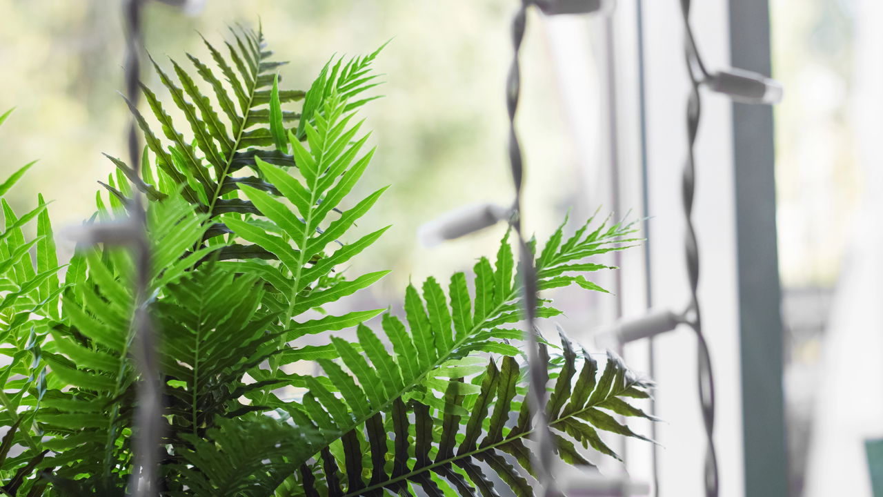 Cientistas revelam planta que purifica o ar como filtro natural