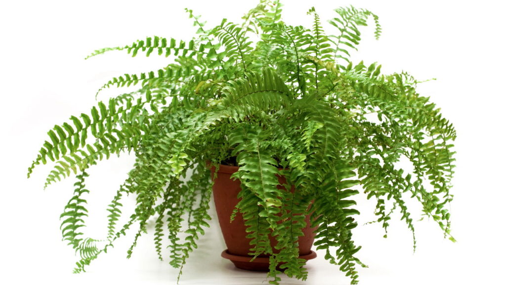 Plantas que você cultiva em casa pode atrair baratas sem perceber