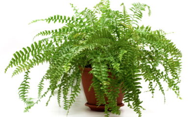 Essas plantas são perfeitas para ambientes da casa com pouco sol