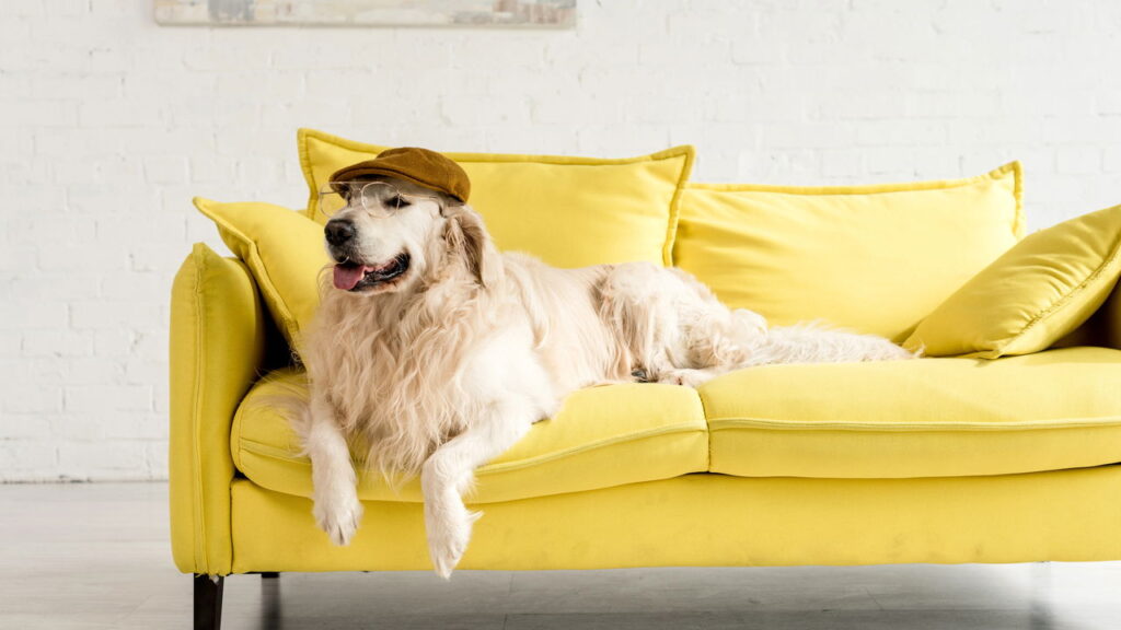 Como o sofá influencia o conforto e convívio em casa