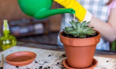 O segredo dos vasos de terracota para suculentas sempre saudáveis!