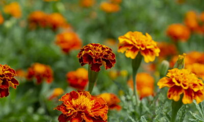 Essa planta espanta pragas do jardim e ainda melhora o solo