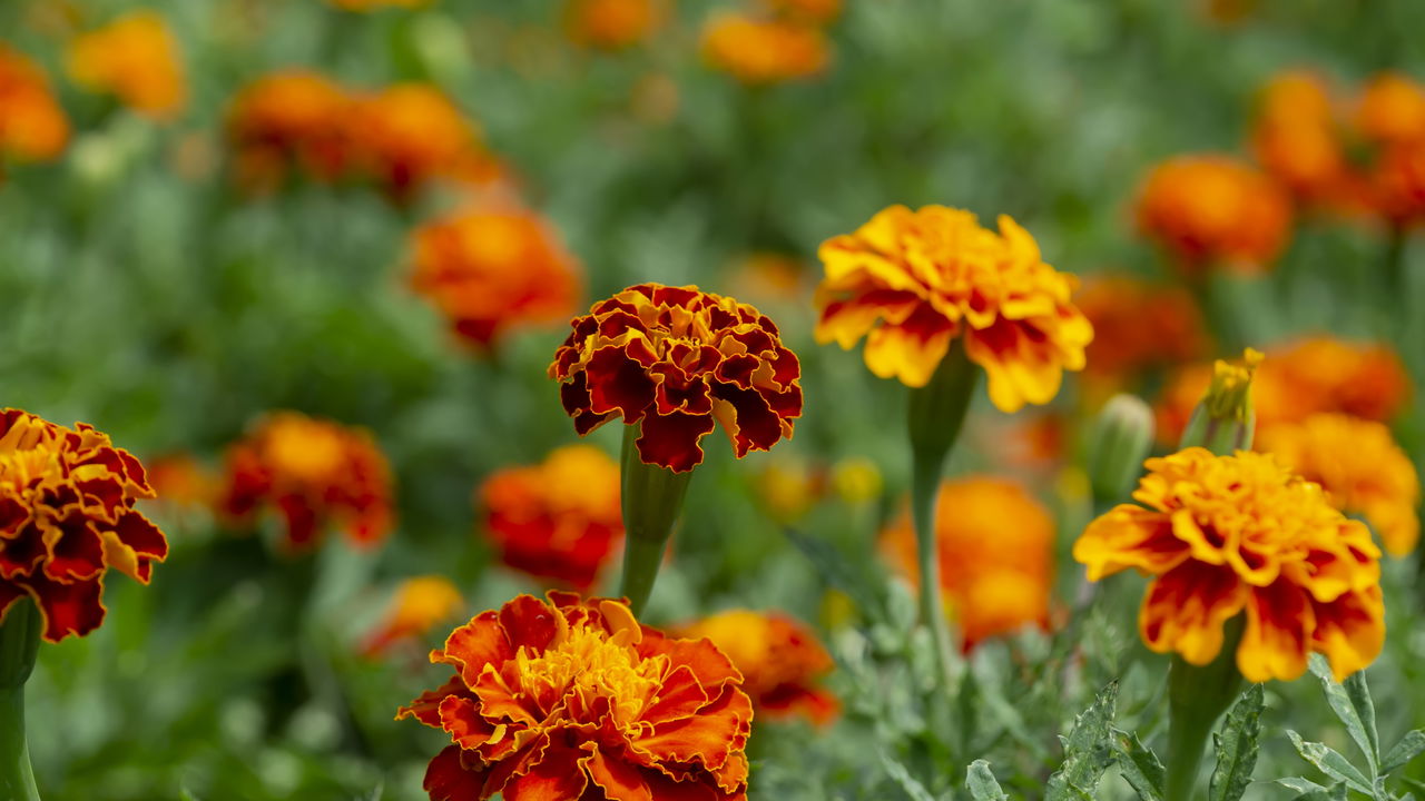 Essa planta espanta pragas do jardim e ainda melhora o solo