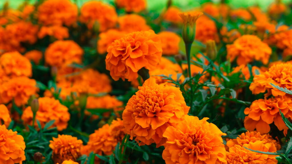 Essa planta espanta pragas do jardim e ainda melhora o solo