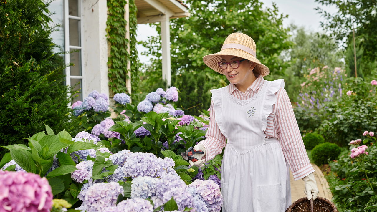 Hortênsia com folhas marrons? Conheça os segredos para salvar sua planta agora!